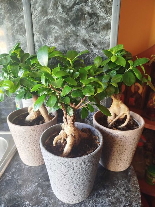 Фикус Женшен в кашпа