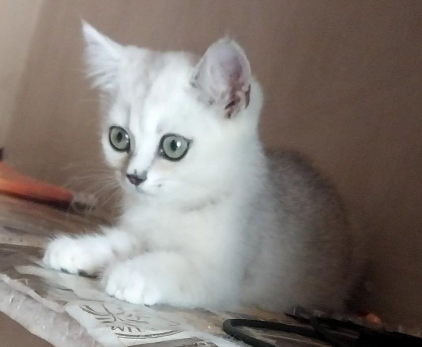 Биртаниский серебро шиншила сирочник сотлади