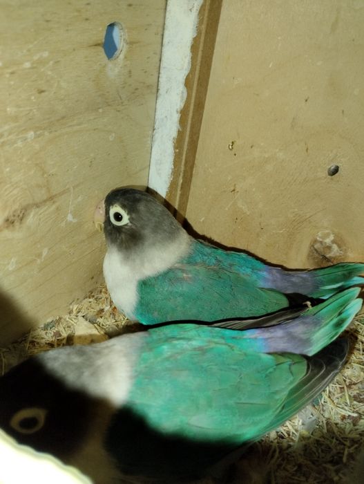 Сотилади неразлучник