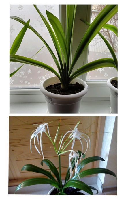 Продам комнатные цветы