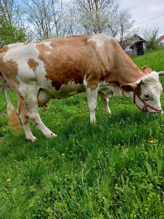 Vaca baltata românească