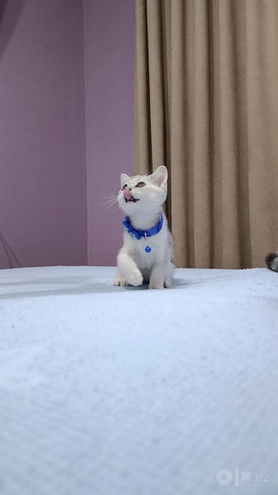 Продаются котята