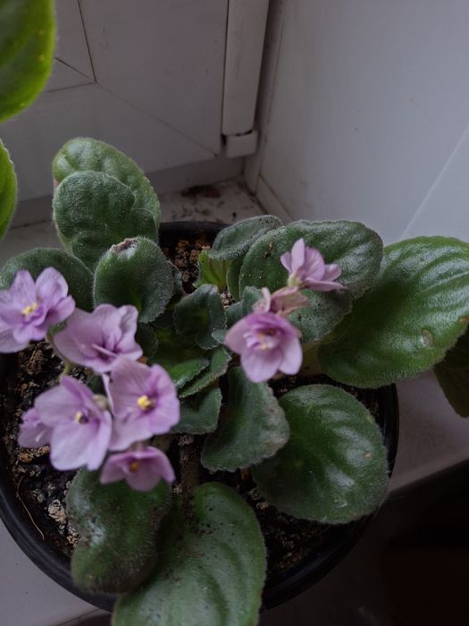 Фиалка Поль Баньян