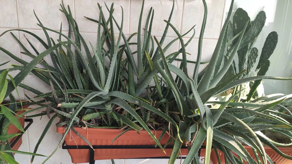 Jardinieră cu Aloe Vera Barbadensis Miller