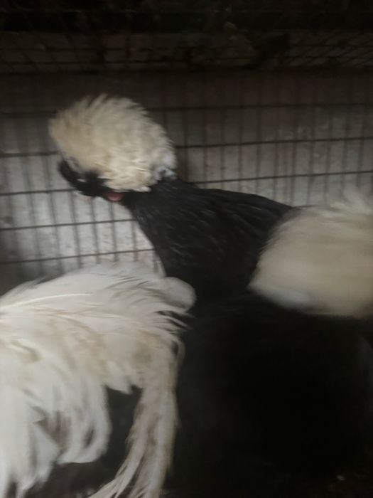 Moțată olandeză 3+1