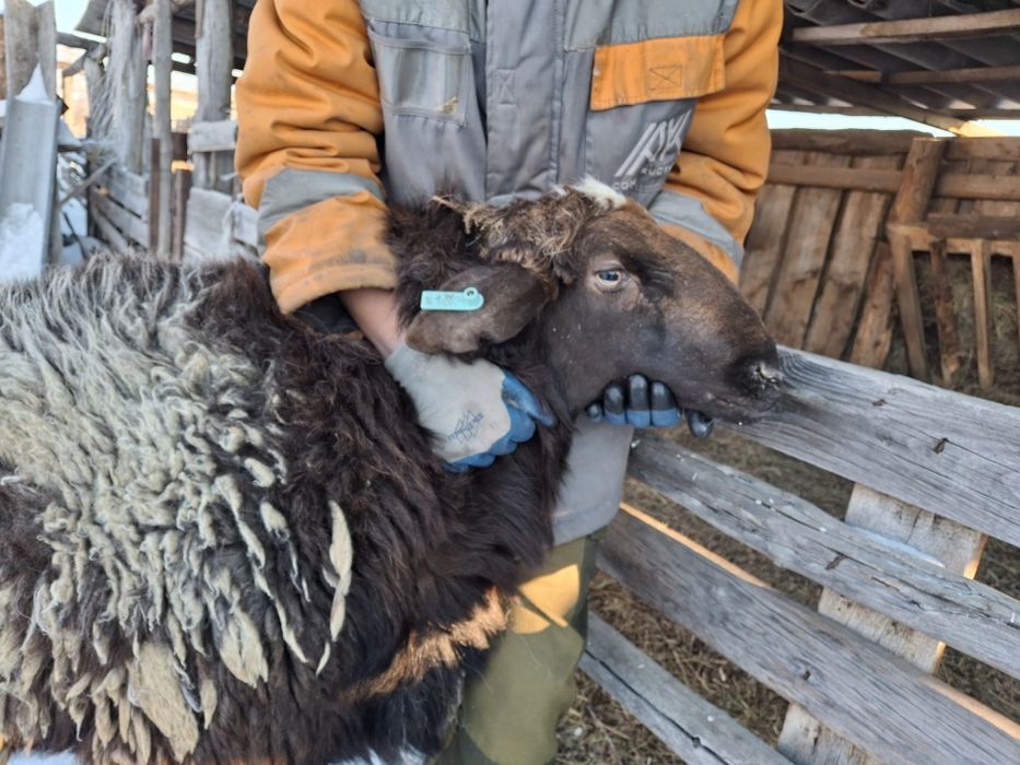 Продам кошкара гисарской пароды