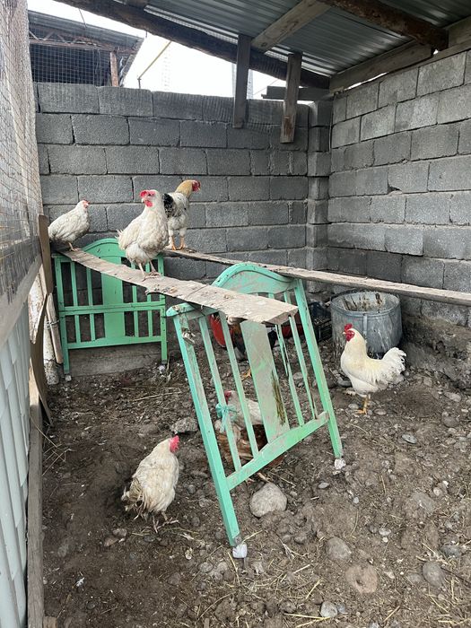 Продам питухи 1 қораз 8 тауық