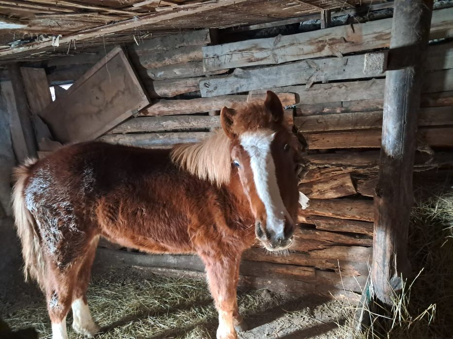 Қозылы қой тоқты, Тай сатылады,