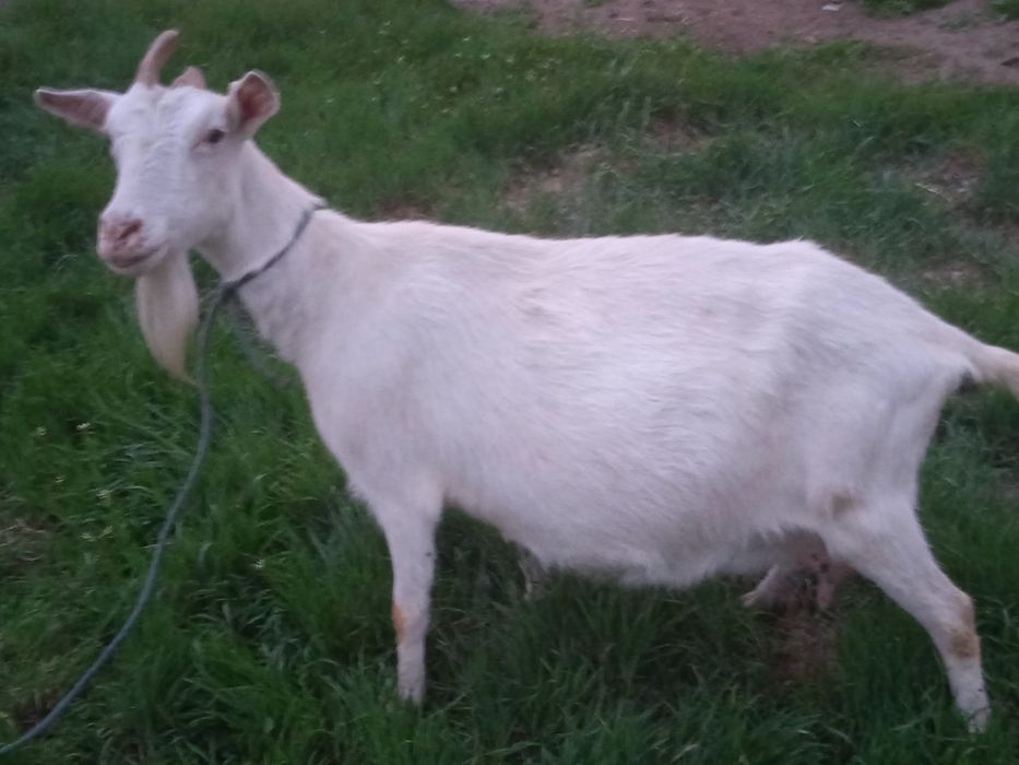 130 000 коза зааненская