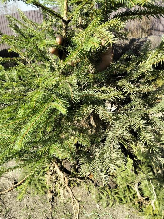 Puieți forestiere pentru ânpdurier cu prindere sută la sută salcâm