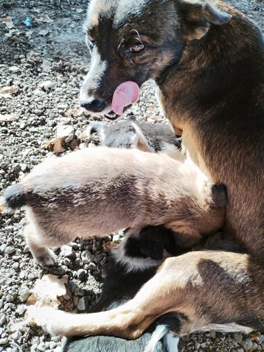 Звонки в хорошие руки