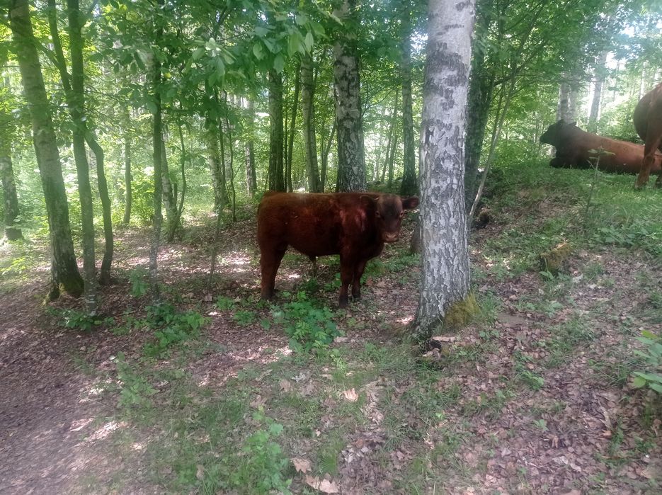 Vând tăuraș  Red Angus