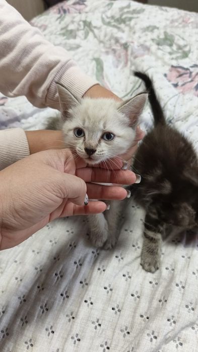 Отдам котят все коты в добрые руки