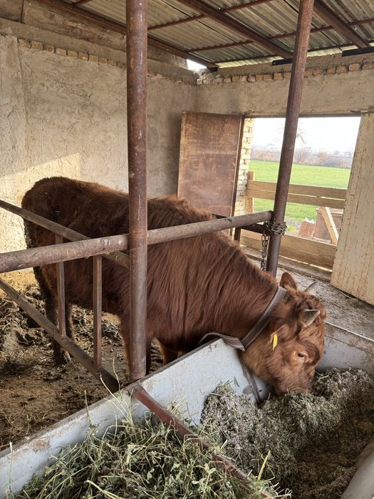 Соғлом буққалар сотилади тез ва арзон