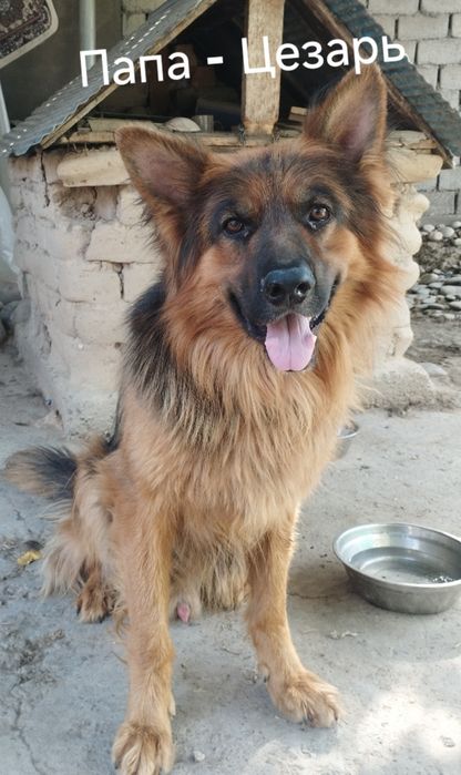 Щенки немецкой овчарки