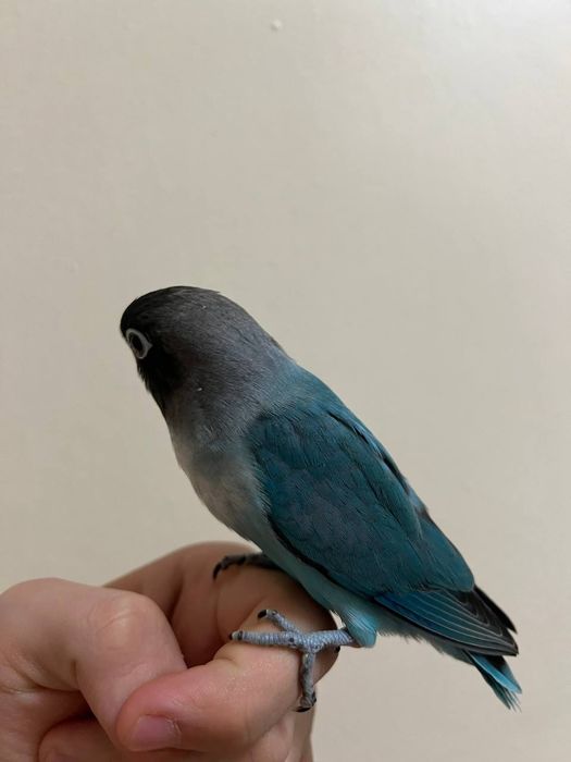 Ruchnoy nerazluchnik maska