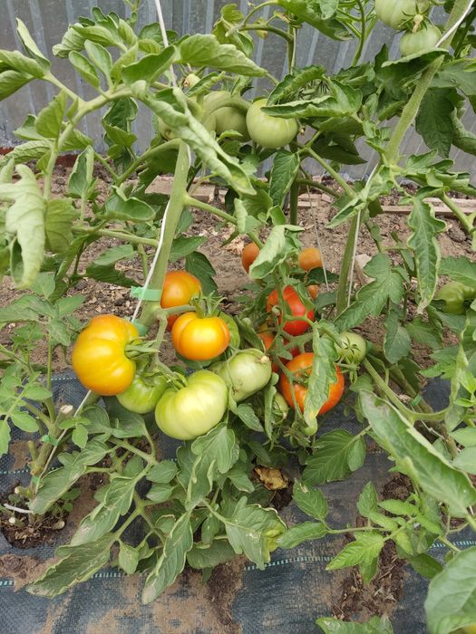Домашние помидоры