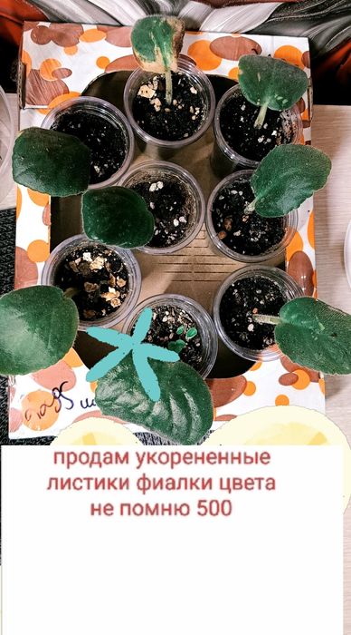 Продам сциндапсус