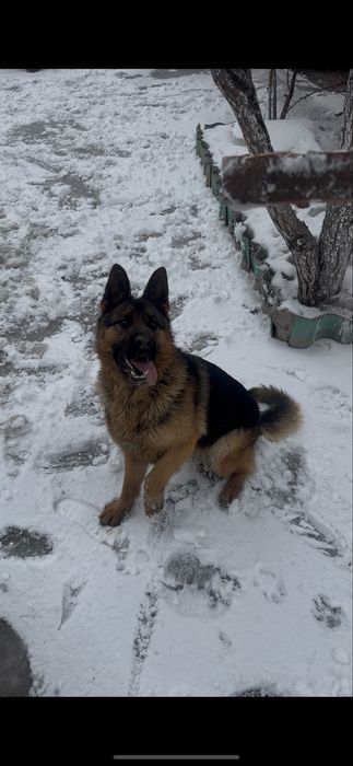 продажа или обмен