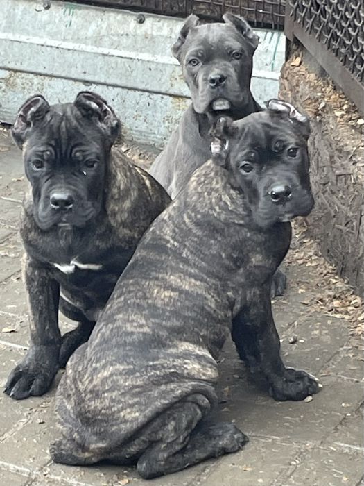 Щенки кане корсо