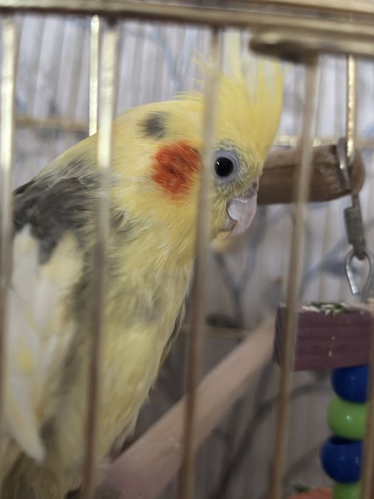 Пара корелл с клеткой