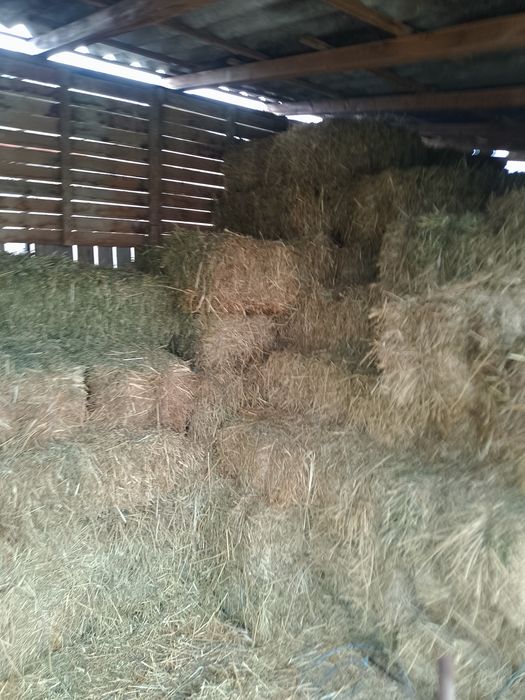 Vând baloți de fân.