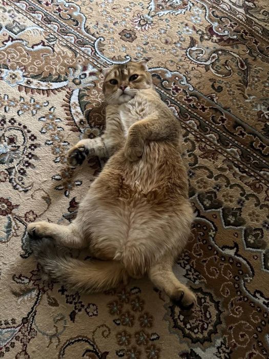 Продаётся Золотая шиншилла Скоттиш-фолд