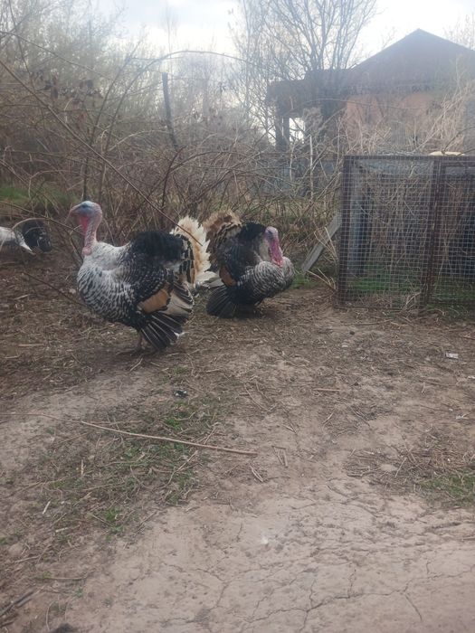 Птицы индюки и индюшки