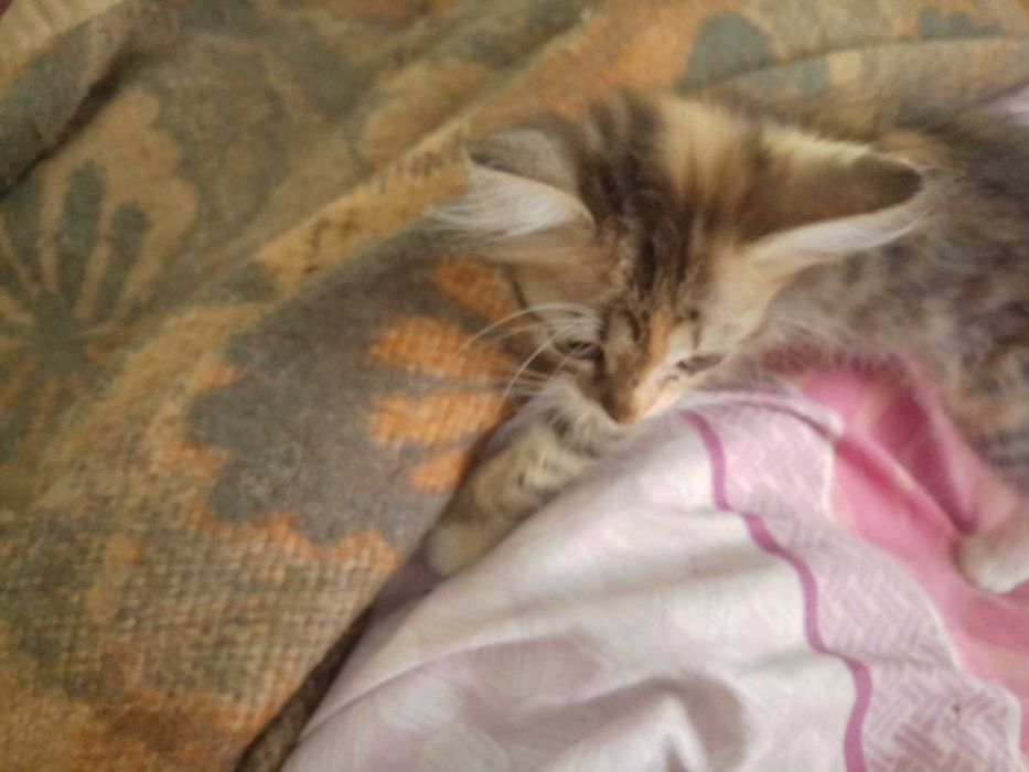 Подарявам котенца