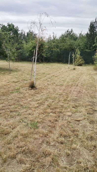 Tundem gazon iarbă buruieni ierbicidăm