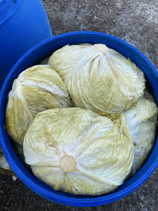 Varză murată nouă