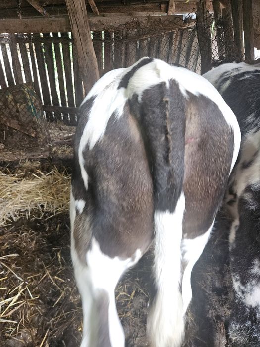 Vand 6 vitei buni si frumosi