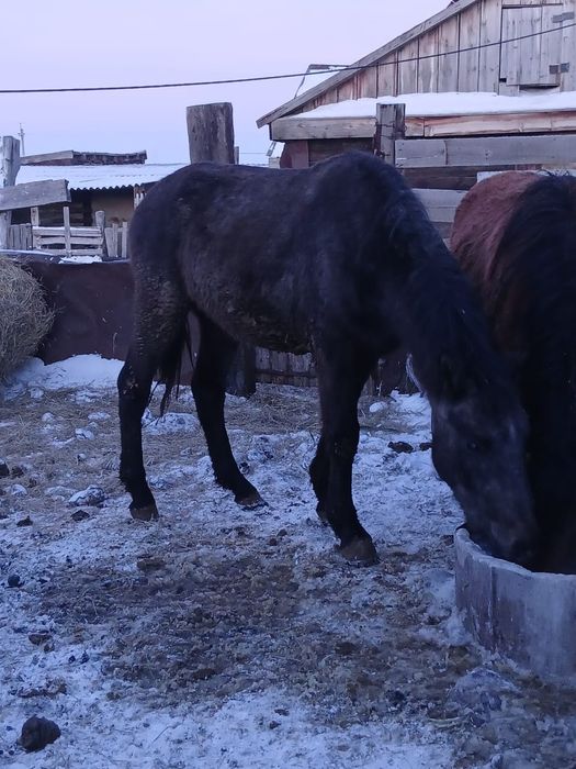 Продам лошадь. Кунан 2.5 года.