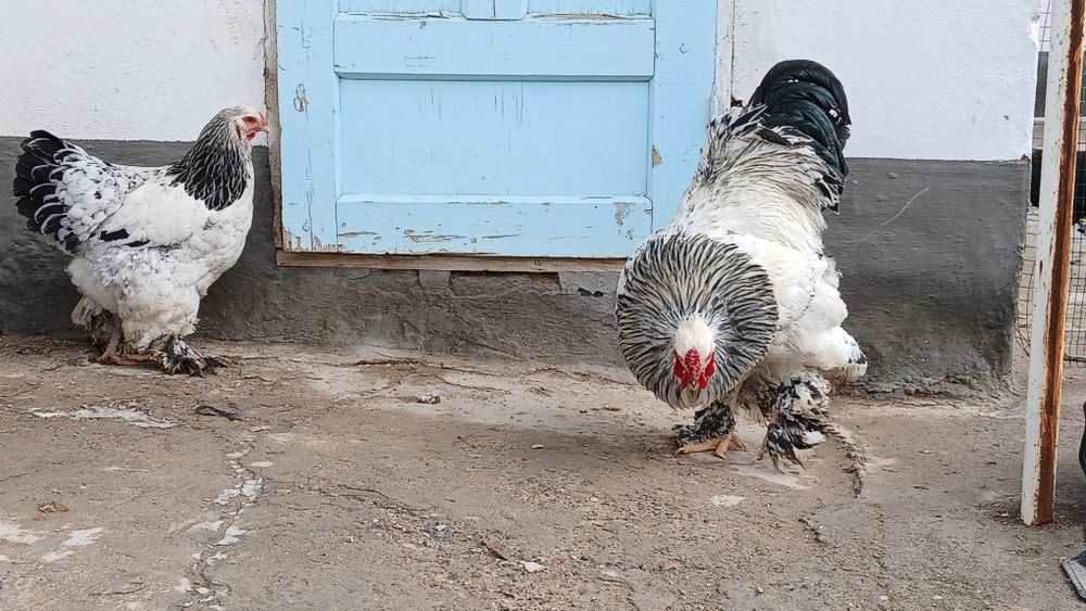 Tyomniy pux xuroz sotuvda