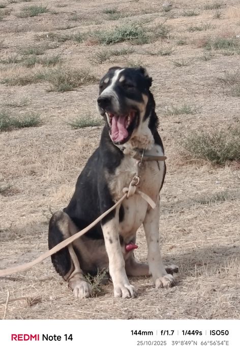 Alabay kuchukchalari