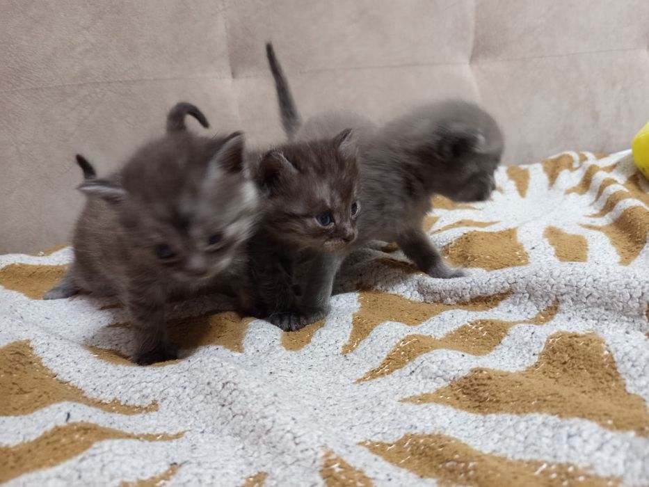 Одам котят в добрые руки