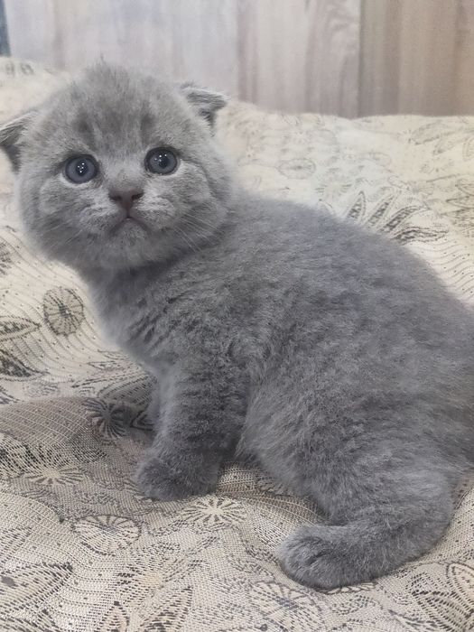 Продам шотландского мальчика (Скоттиш фолд)