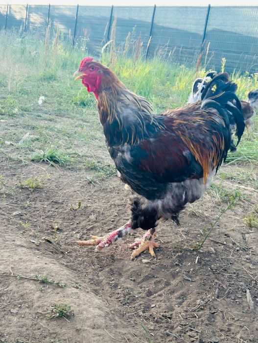Ofer spre vanzare gaini si cocosi Brahma