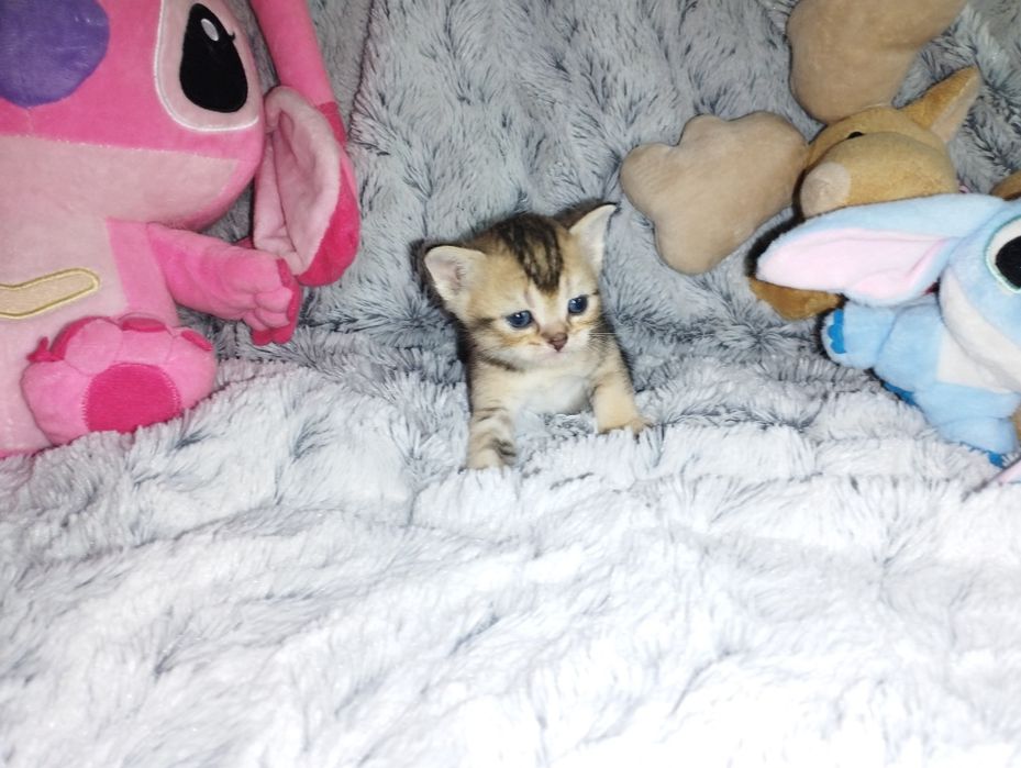 Котята скоттиш -фолд, скоттиш - страйт