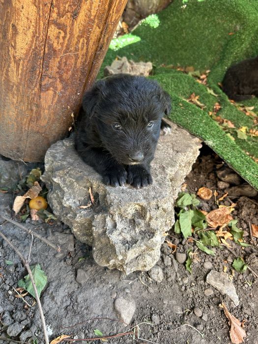 Căței spre adopție