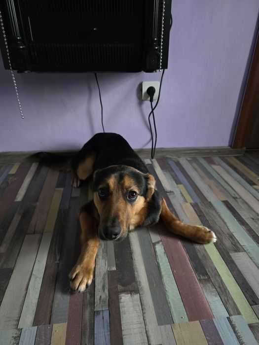 Donez cățel mascul