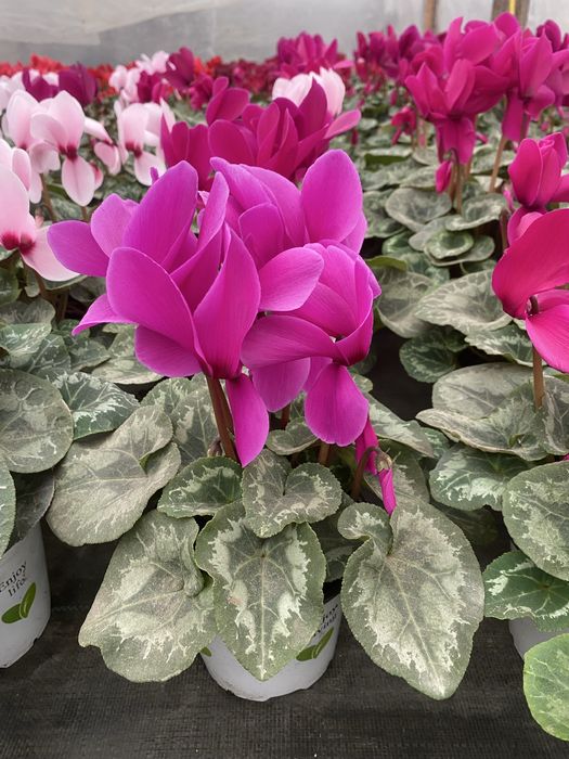 Vand ciclamen 15 lei