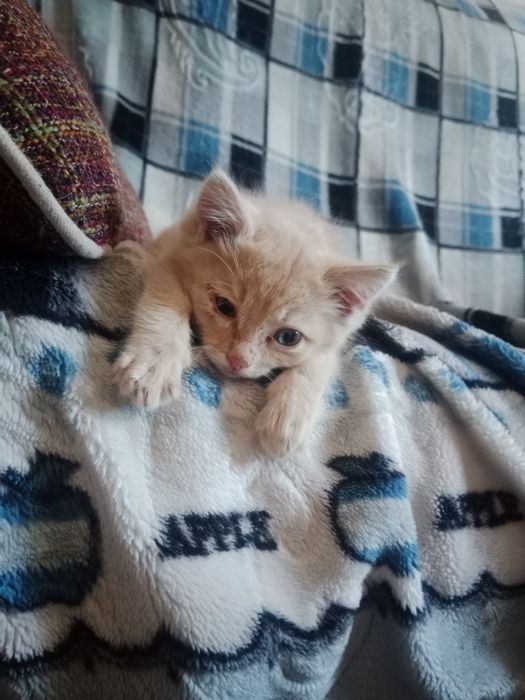 Отдам котёнка даром