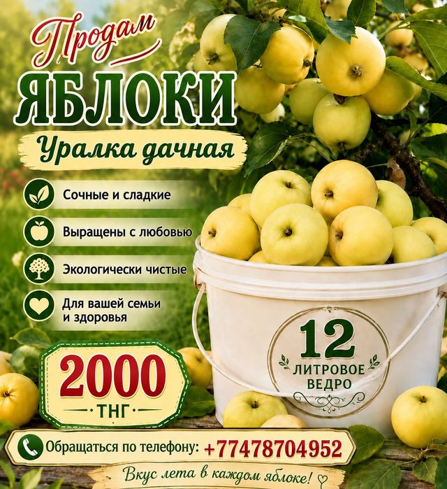 Яблоки уралка   сладкие
