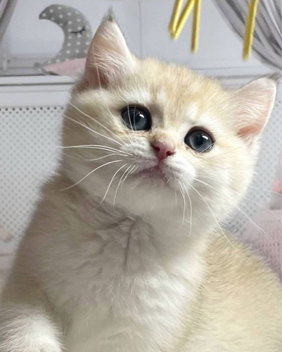 Котята Золотые шиншиллы