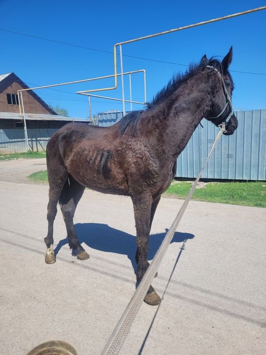 Айгыр сатылады Дөнен полукров