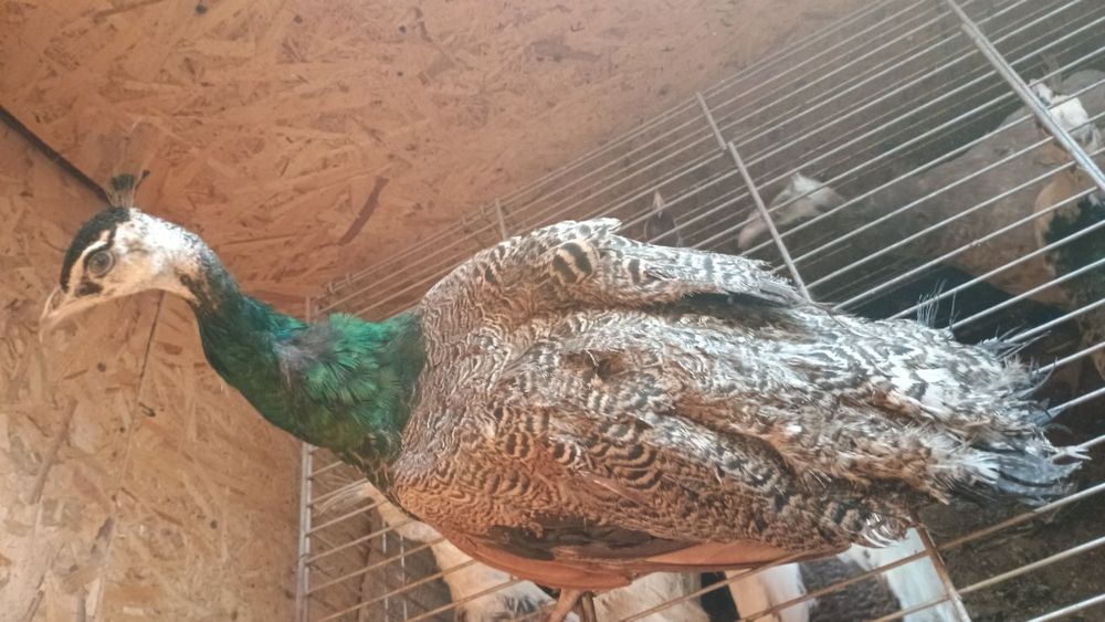 Păuni tineri diferite culori