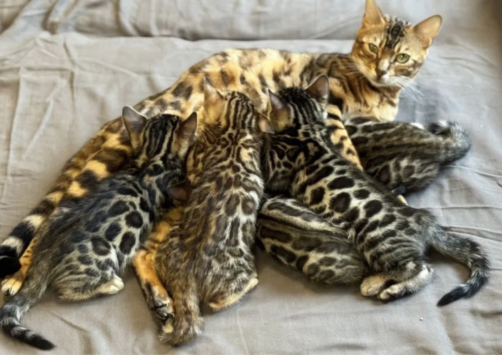Чистокровные бенгальские малыши!!!