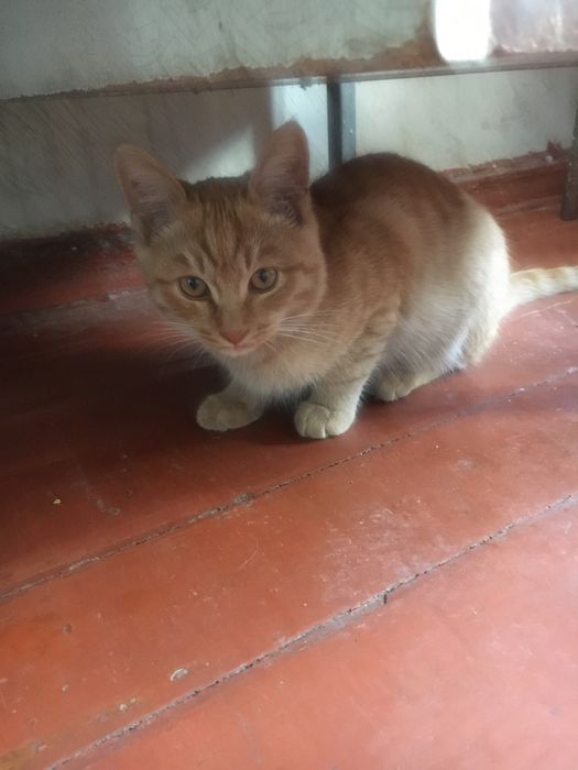 Котенок Мальчик рыжый