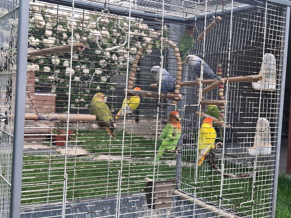 Papagali Agapornis